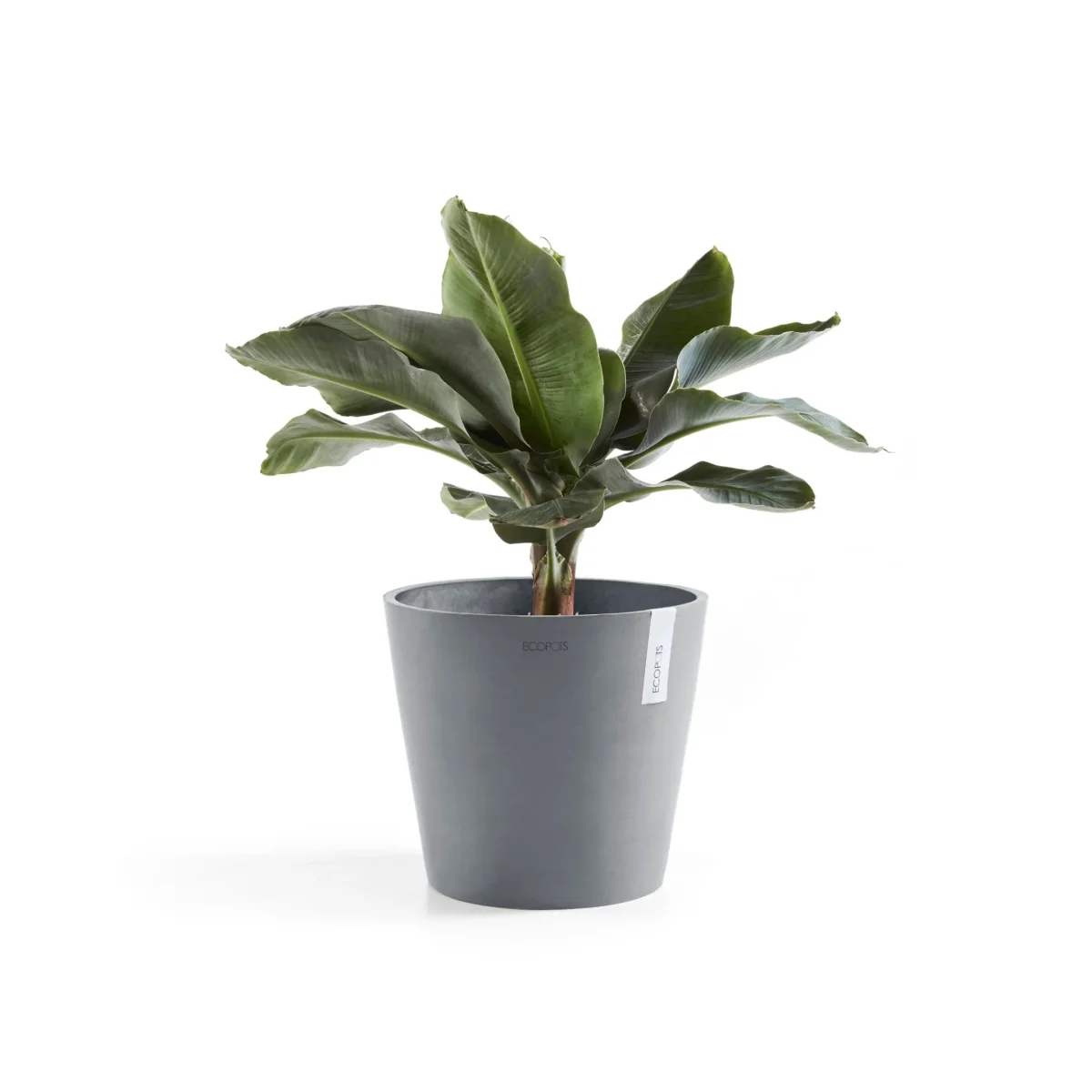 KukkaruukkuAmsterdam 30cm siniharmaa - Image 6